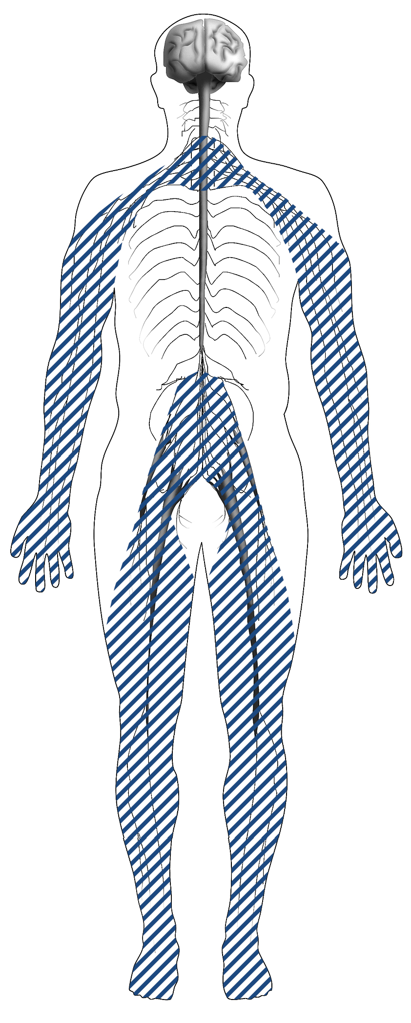 Human anatomy illustration art, Peripheral nervous system Nerve