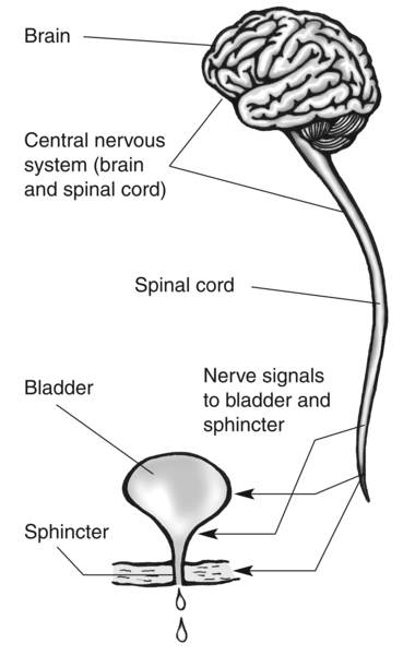 central nervous system brain diagram