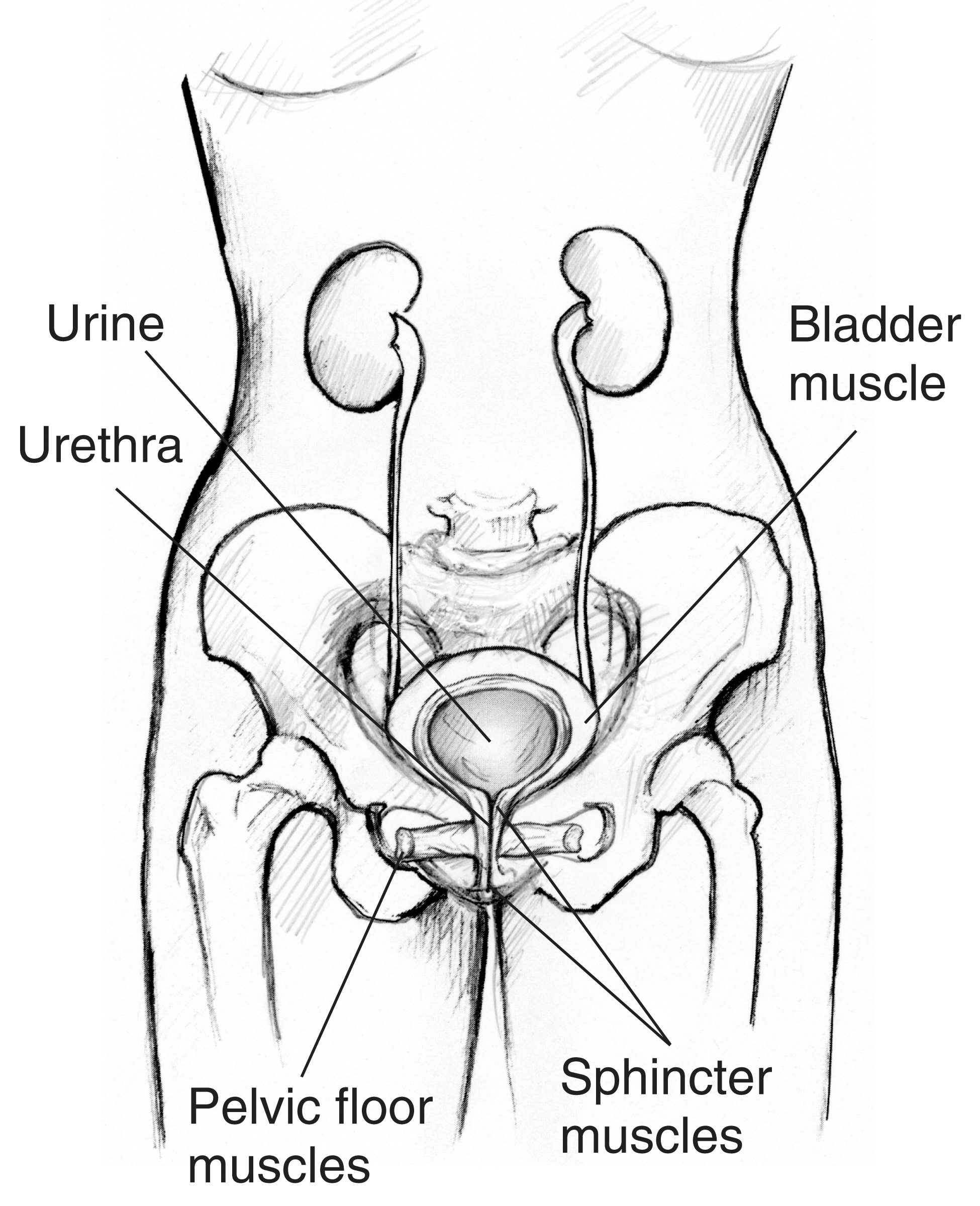 The Front View Of The Female Urinary Tract Labels Point To Pelvic Floor Muscles Sphincter