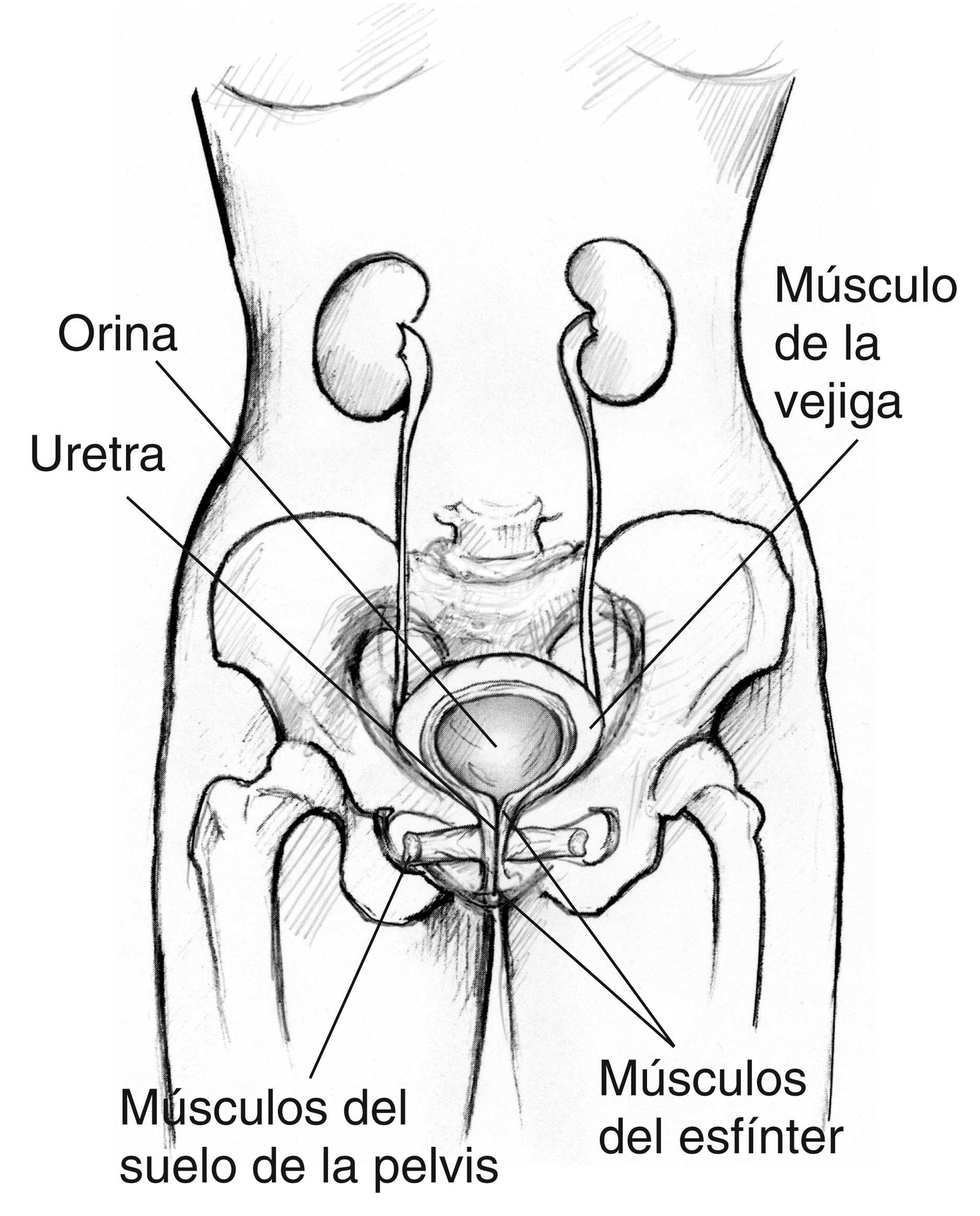 Urinario femenino