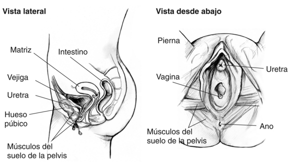 Dibujo del tracto urinario masculino y femenino - Media Asset - NIDDK