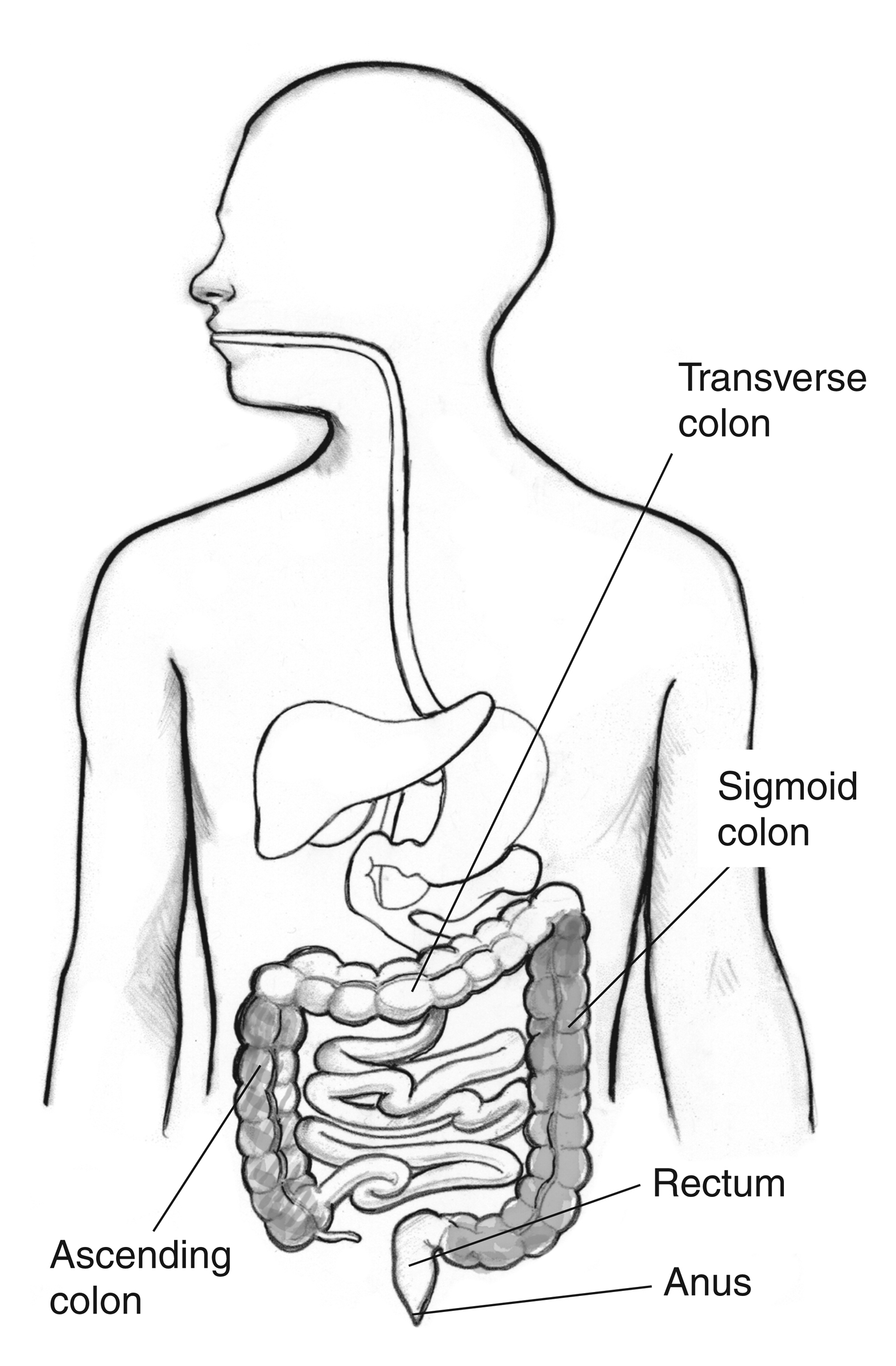 Large intestine with labels for the appendix, cecum, ascending colon,  transverse colon, descending colon, sigmoid colon, rectum, and anus - Media  Asset - NIDDK