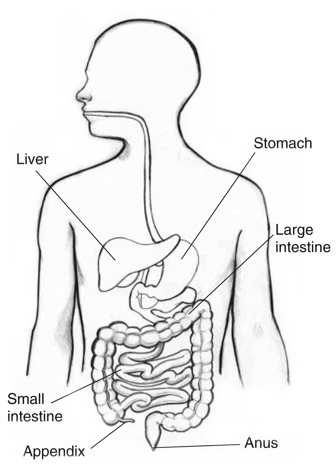 large intestine diagram