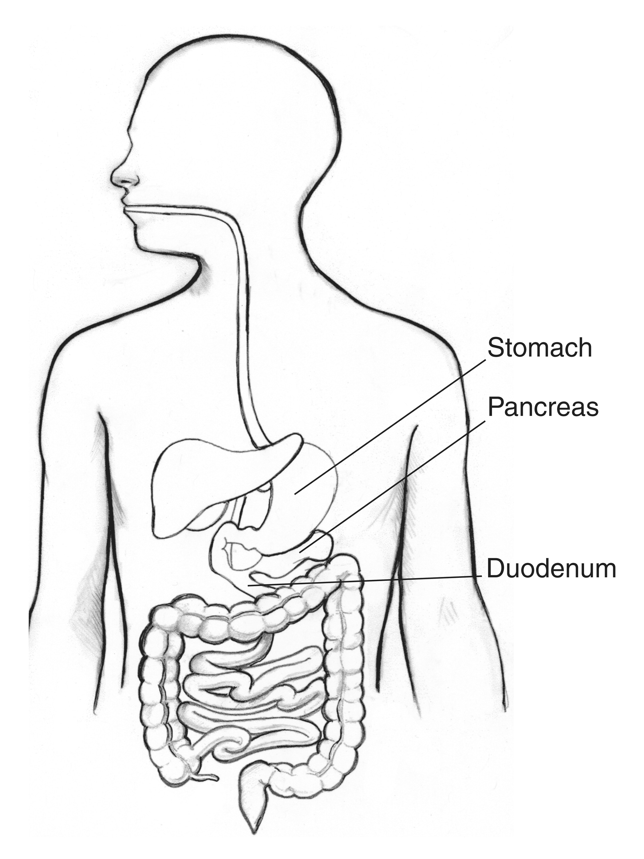 Digestive tract with the stomach, pancreas, and duodenum labeled ...