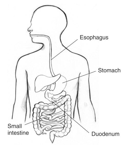 Image result for picture of digestive system without labels | Digestive  system, Human digestive system, Healthy digestive system