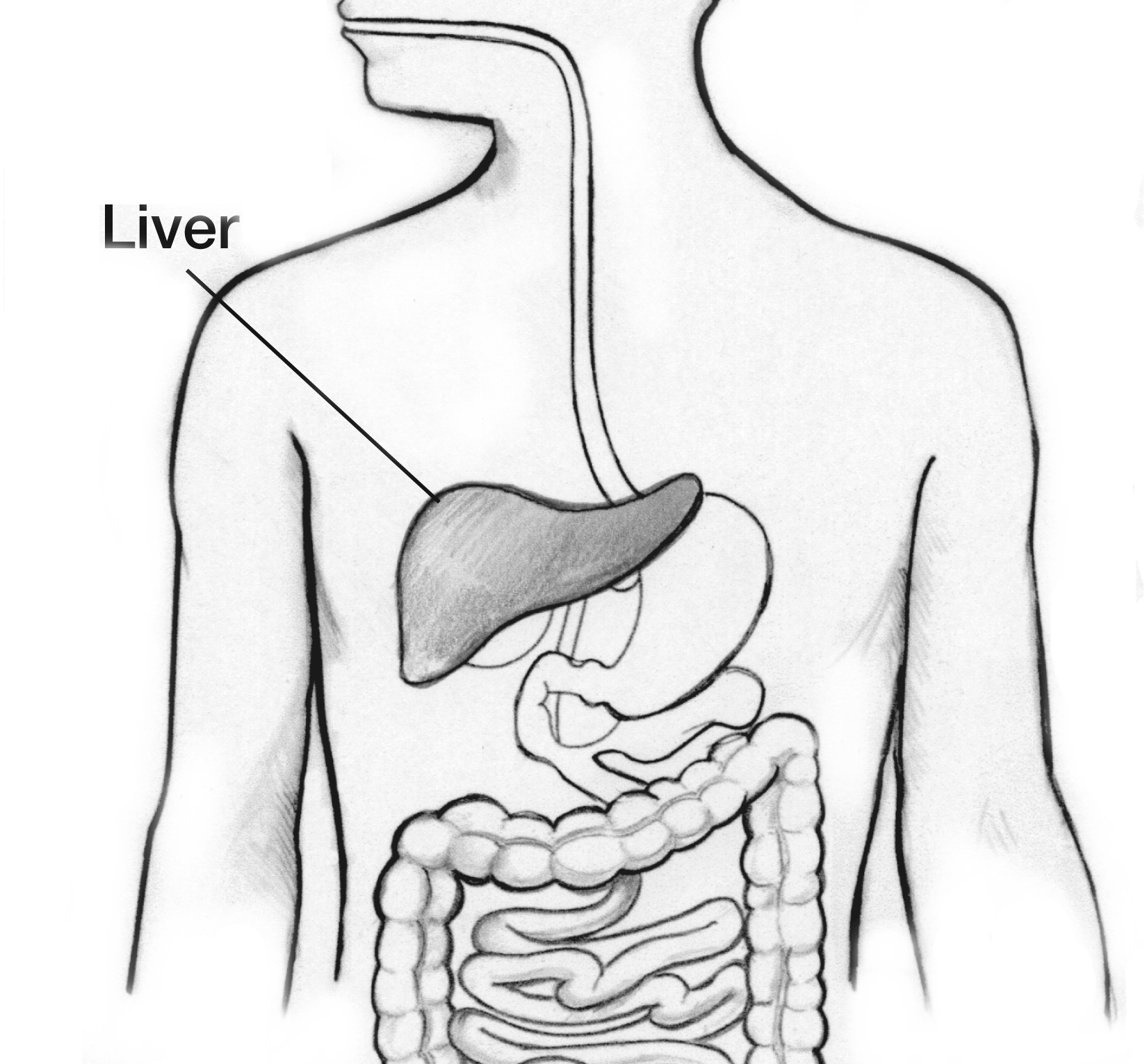 liver kidney location