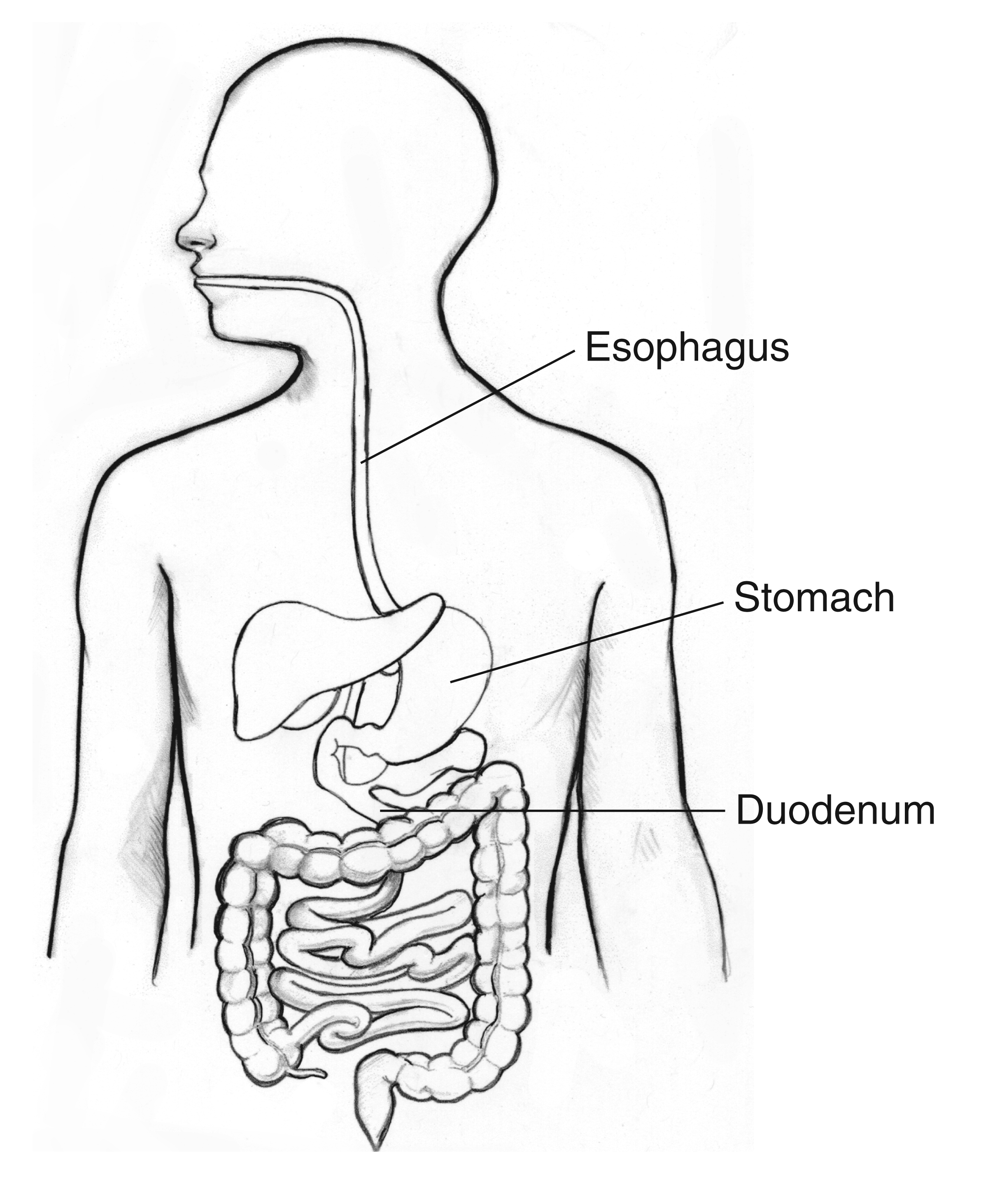 esophagus drawing