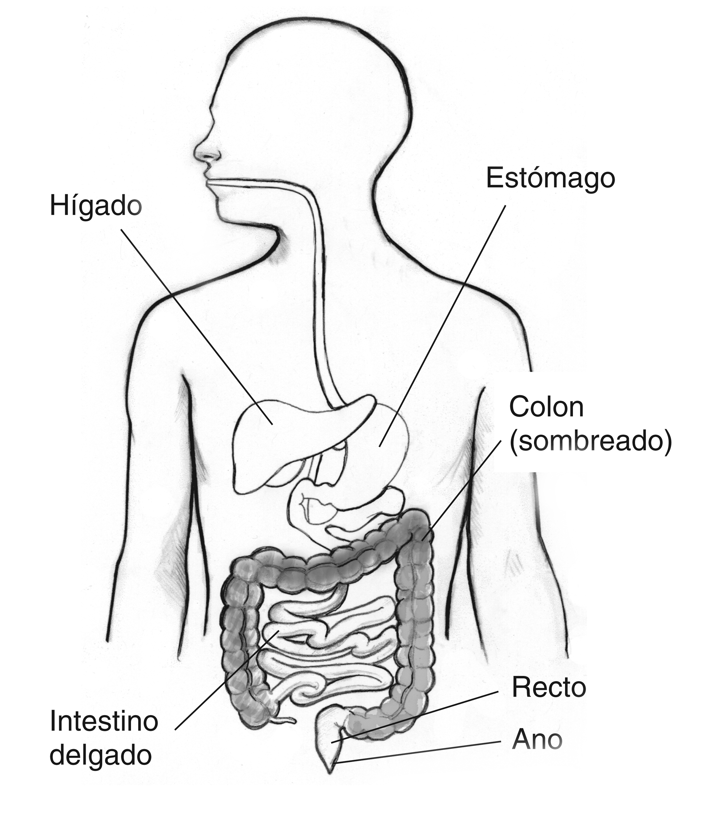 diagrama del intestino grueso humano