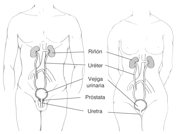 Sistema urinario femenino stock de ilustración. Ilustración de uretra -  23478922