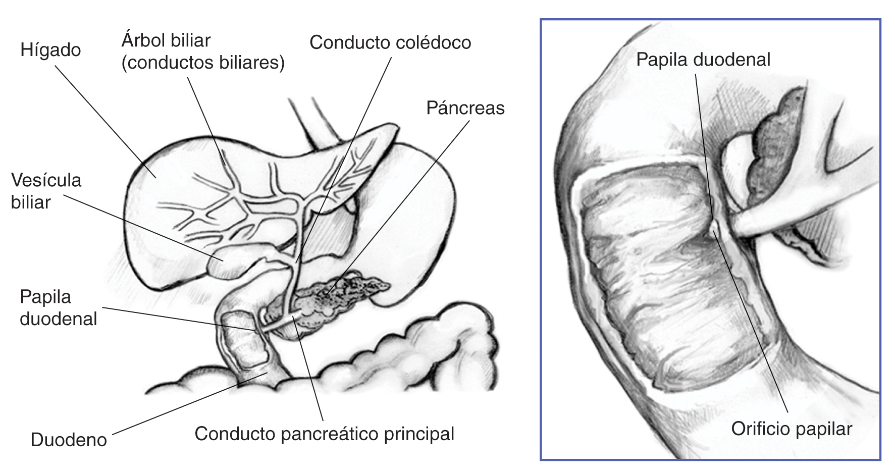 estructura de la vesícula biliar