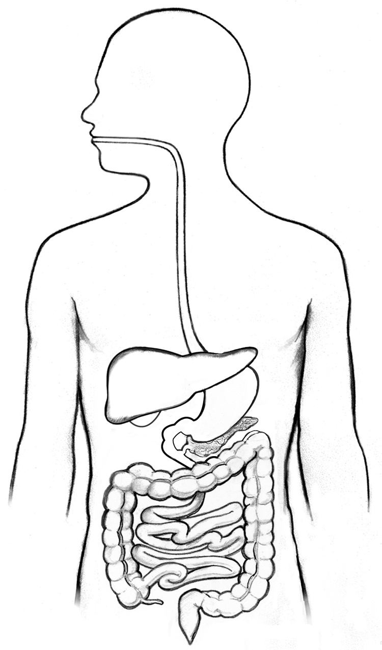 human digestive system diagram without labels