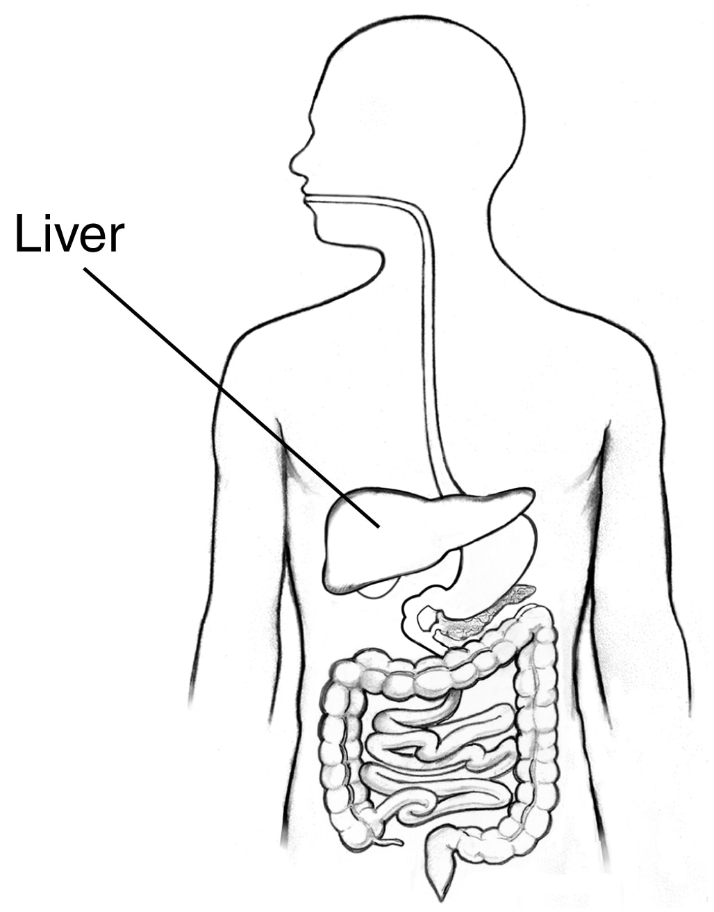a Draw a diagram depicting Human Alimentary Canal and label on it Gall  bladder Liver and Pancreas  Sarthaks eConnect  Largest Online Education  Community