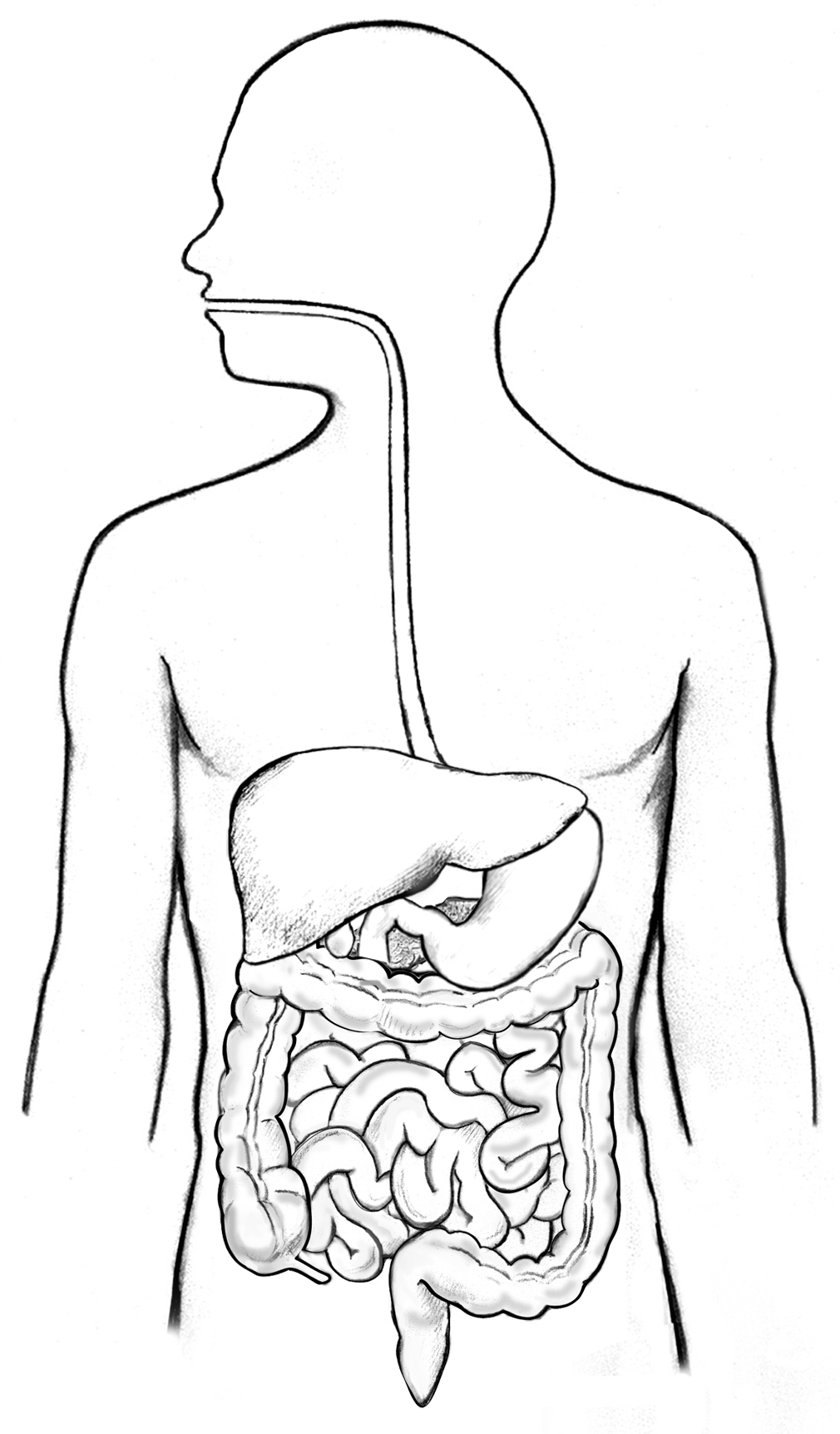 real digestive system without labels