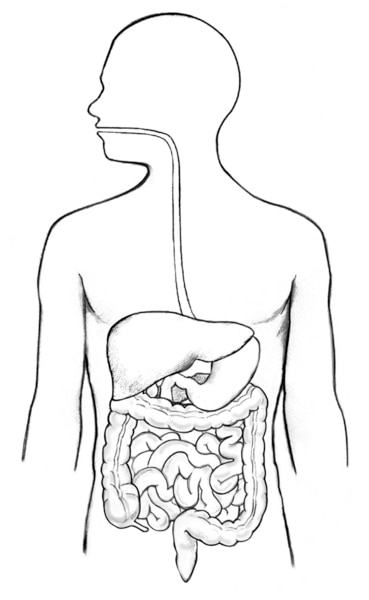 Digestive tract | Media Asset | NIDDK