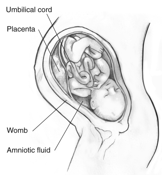 baby in uterus diagram