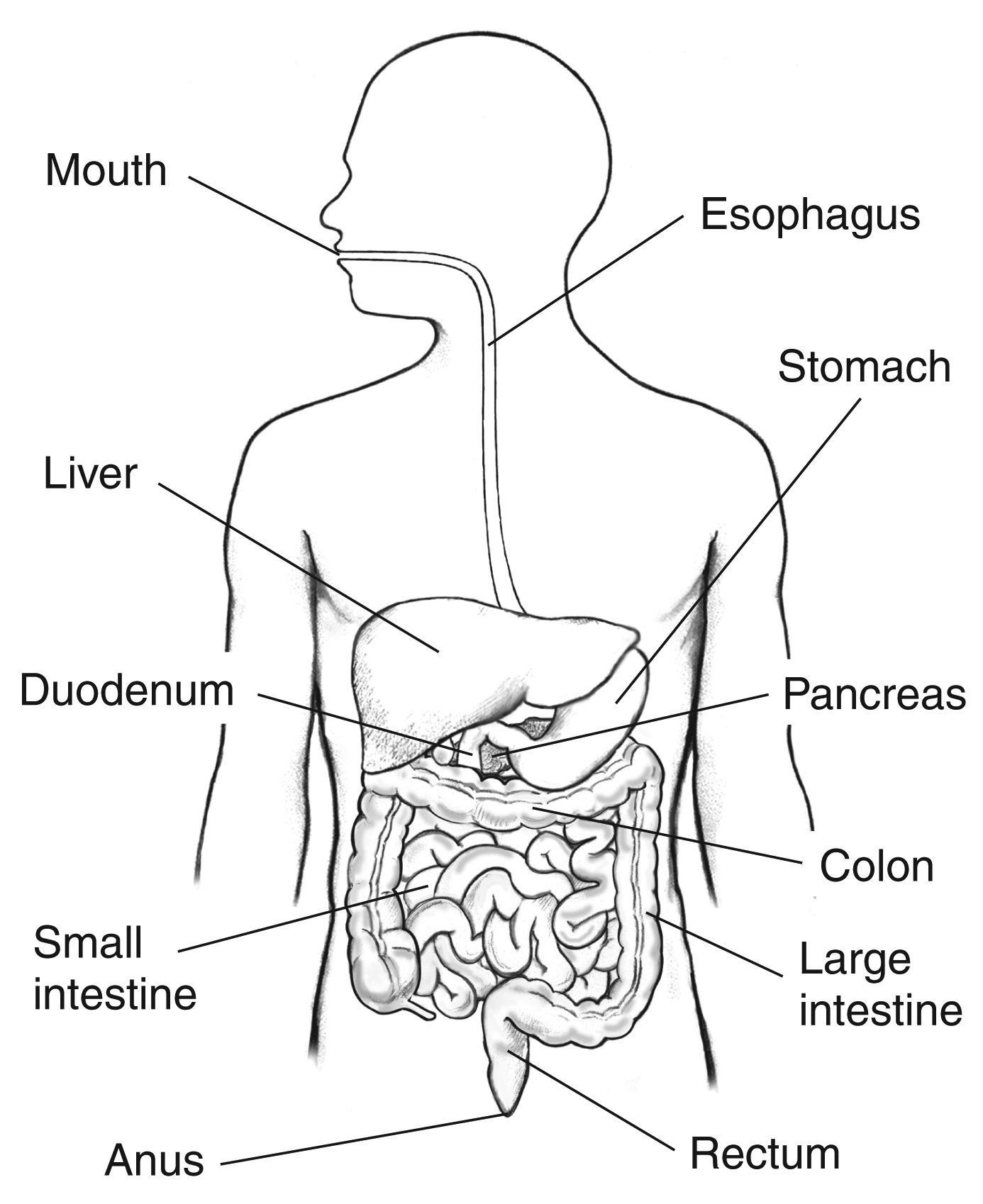 About the Lower GI Tract - NIDDK