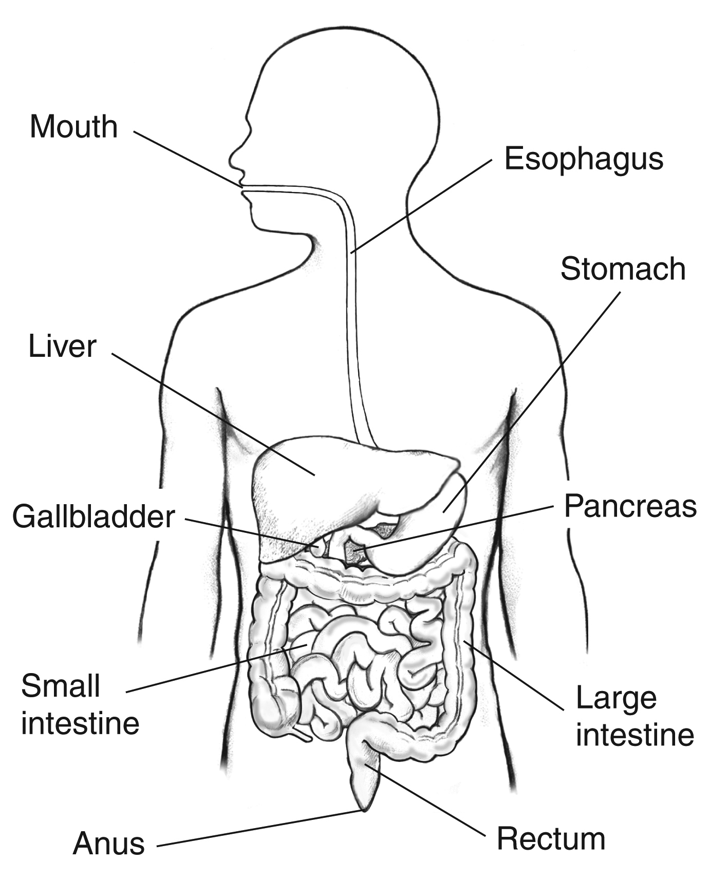 human organs diagram labeled