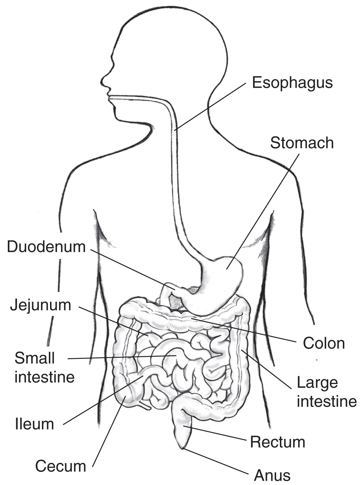 Digestive system drawing color coding (5th grade) | Digestive system for  kids, Digestive system, Digestive system project