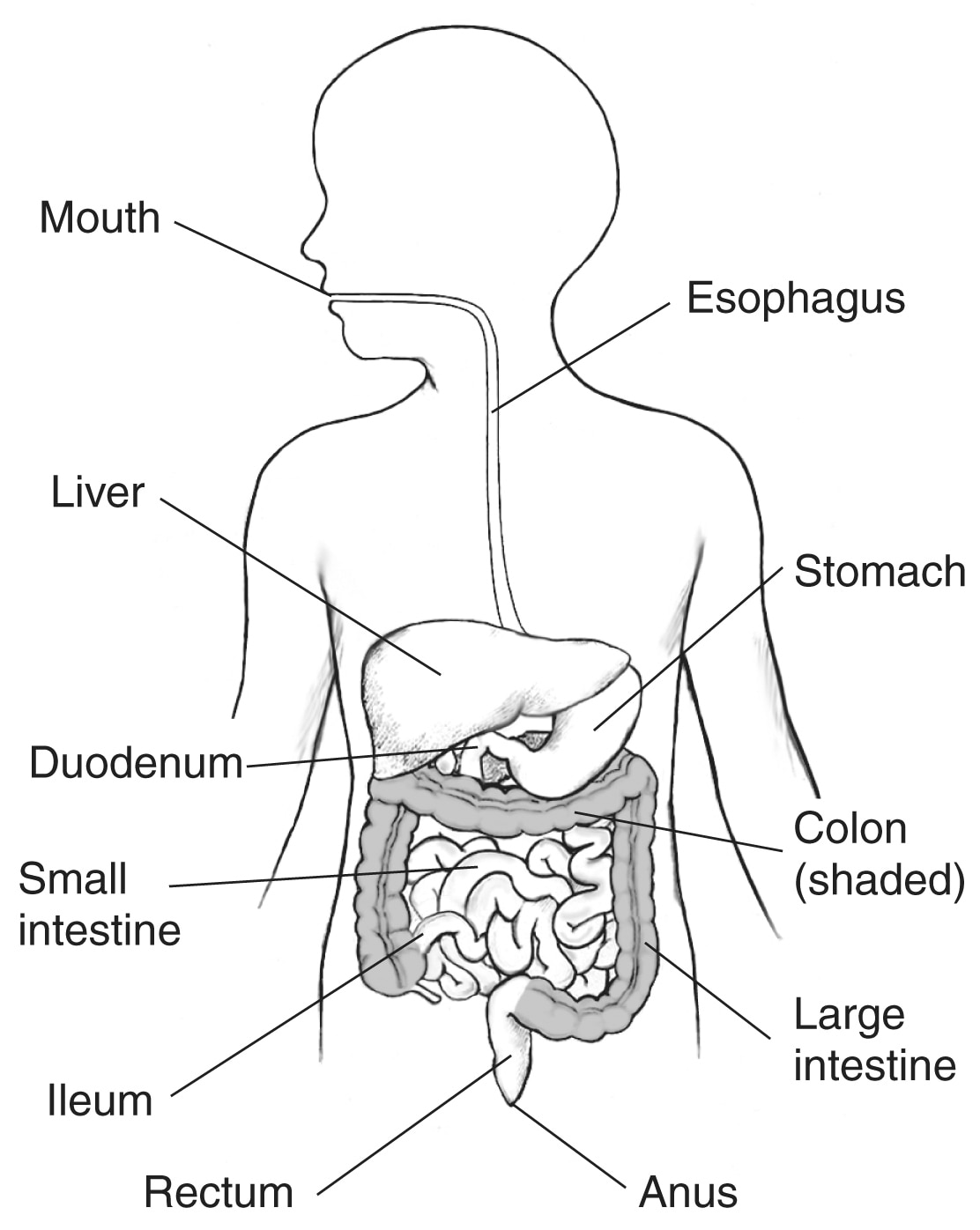 GI Tract With Labels For The Mouth, Esophagus, Stomach, Liver, Small ...