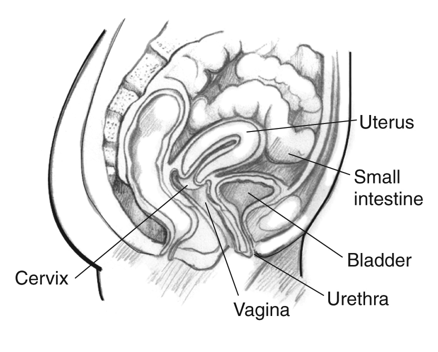 female intestine diagram