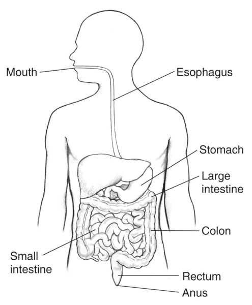 Digestive tract with labels for the mouth, esophagus, stomach, small ...