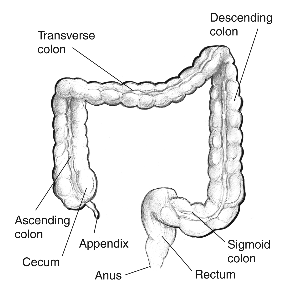 large intestine diagram