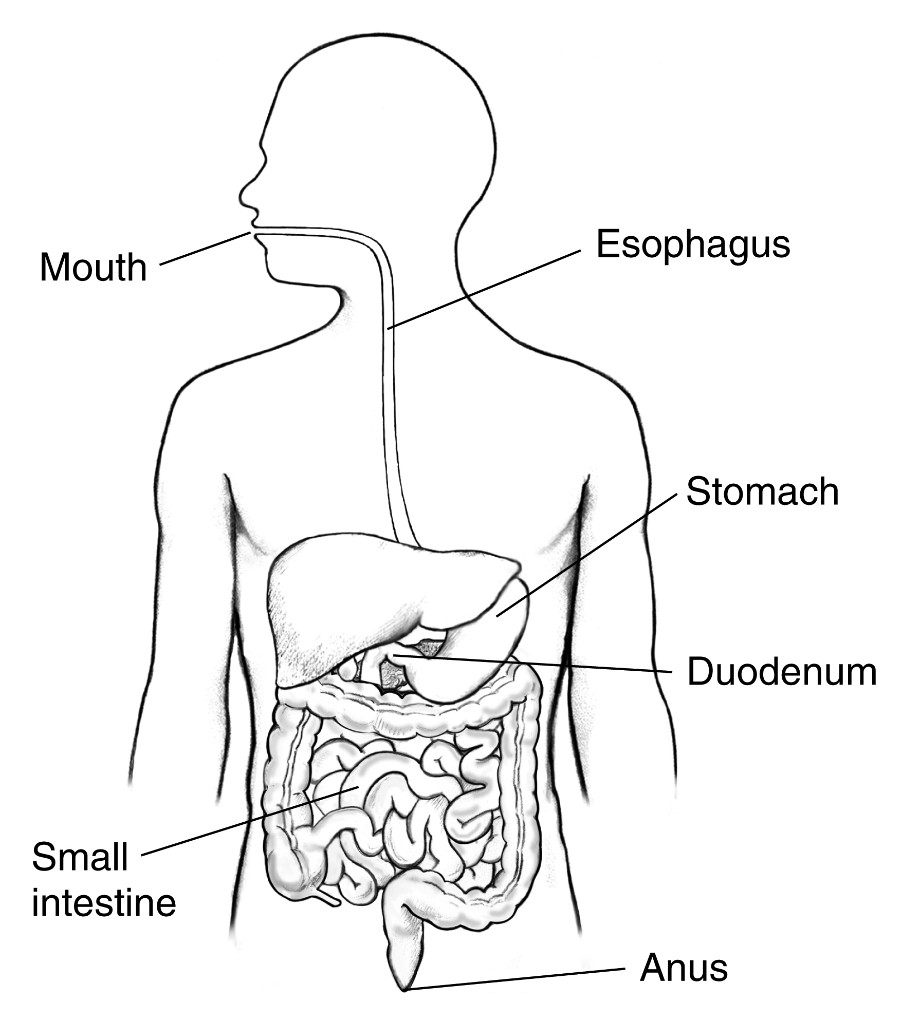 human intestines picture