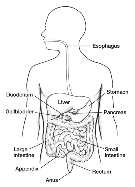 Gallbladder Digestive System