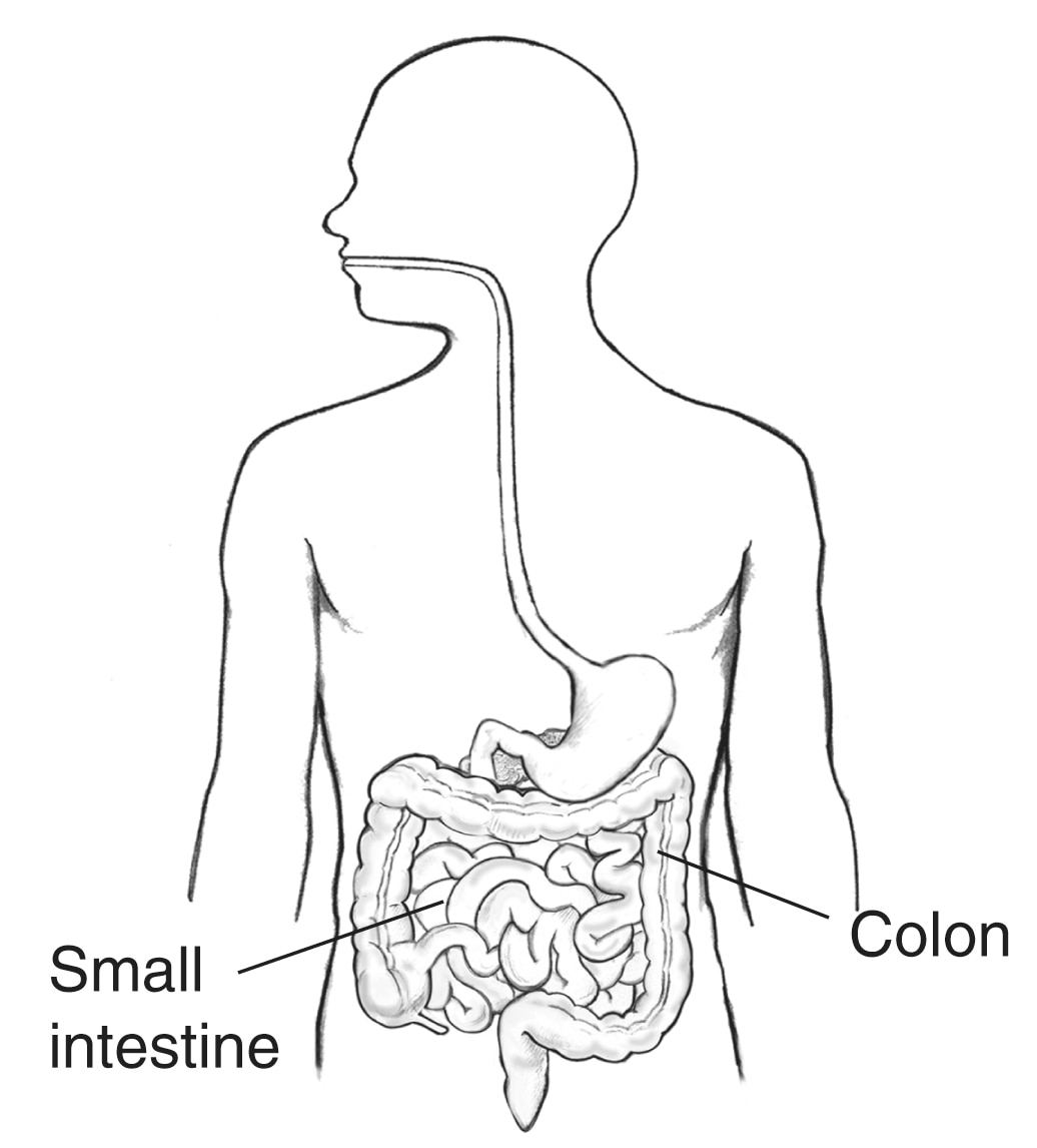 digestive-tract-within-outline-of-male-body-with-labels-pointing-to