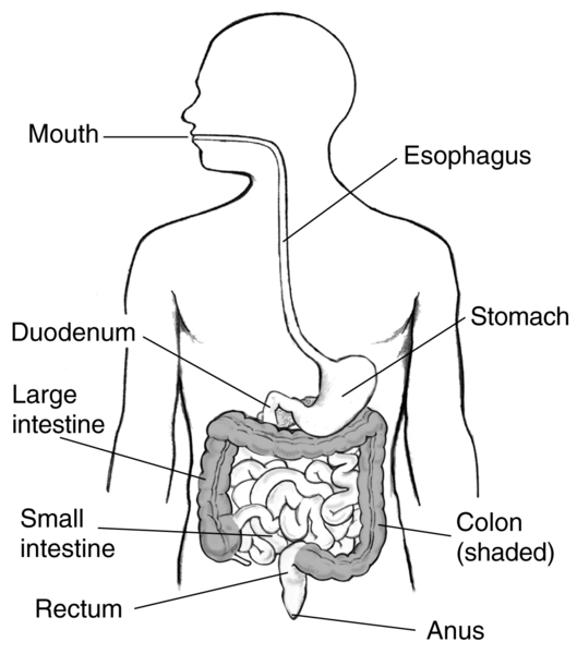 Digestive tract with labels for the mouth, esophagus, stomach, duodenum,  large intestine, small intestine, colon, rectum, and anus - Media Asset -  NIDDK