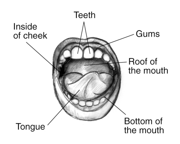 Mouth with labels for the teeth, gums, roof of the mouth, bottom