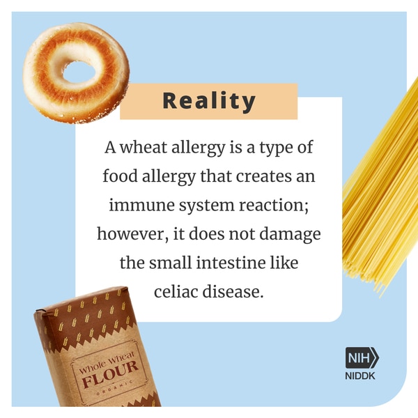 Reality: A wheat allergy is a type of food allergy that creates an immune system reaction; however, it does not damange the small intestine like celiac disease. 