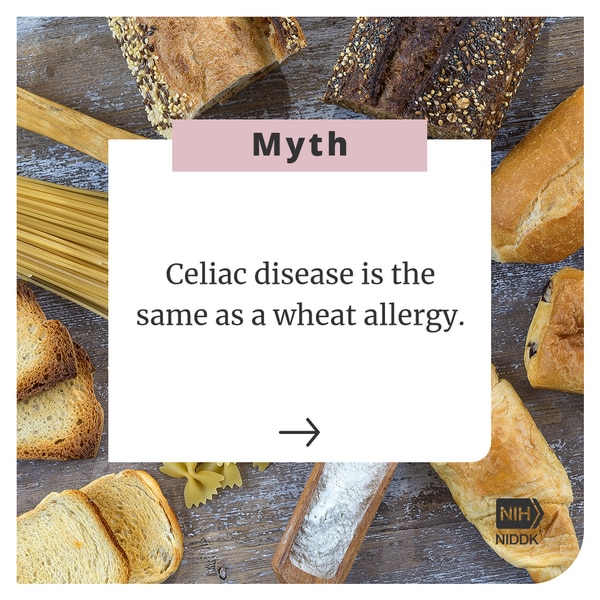 Myth: Celiac disease is the same as a wheat allergy. 