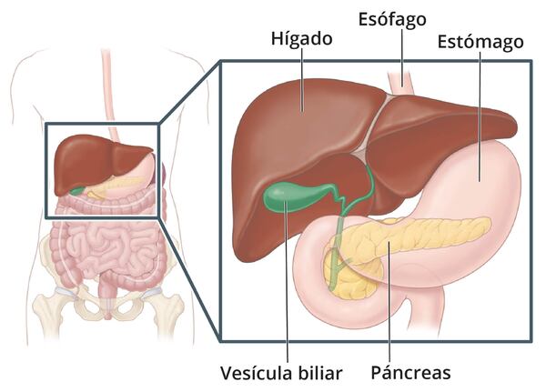 Sistema digestivo que incluye un primer plano y etiquetas para señalar el hígado, el esófago, el estómago, el páncreas y la vesícula biliar.