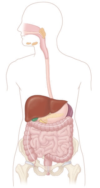 Digestive system which includes the mouth, salivary glands, pharynx, esophagus, liver, gallbladder, stomach, pancreas,  small intestine, large intestine, appendix, rectum, and anus. 