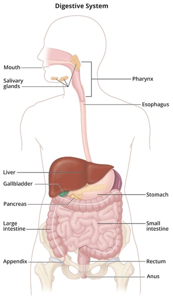 Digestive system which includes the mouth, salivary glands, pharynx, esophagus, liver, gallbladder, stomach, pancreas,  small intestine, large intestine, appendix, rectum, and anus. 