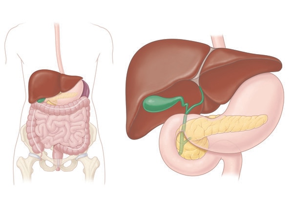 Digestive system and close-up of the liver, esophagus, stomach, pancreas, and gallbladder. 